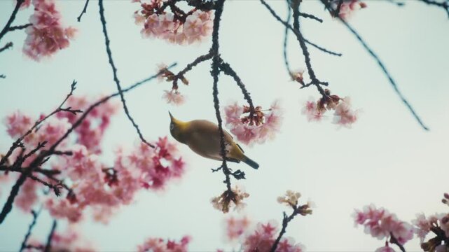 A Japanese white-eye searches for nectar among delicate pink cherry blossoms, likely an early-flowering Kawazu-zakura variety, perched on a dark branch in Atami.