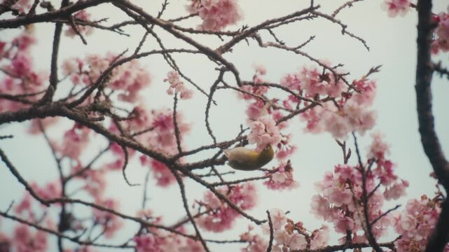 A Japanese white-eye clings upside down to a blossom-laden branch, reaching for pink cherry flowers, likely an early-flowering Kawazu-zakura variety, in Atami.