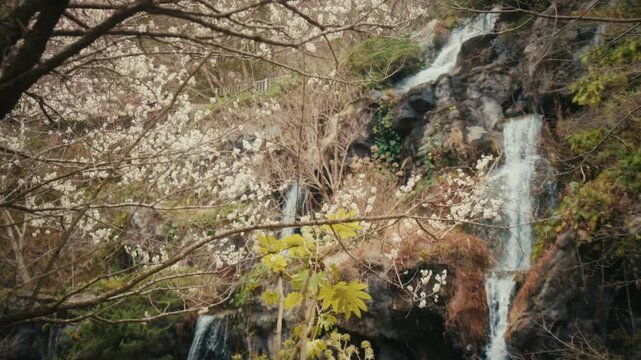 Twin streams of water tumble down a dark, textured rock face at Atami Baien, framed by delicate white plum blossoms above and vivid green ferns in the foreground.
