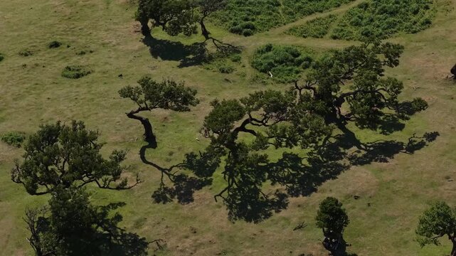 Drone video captures sweeping aerial footage above Fanal forest, showcasing twisted centenary laurel trees, lush green meadows, and textured shadows in bright daylight.
