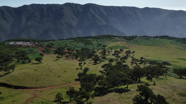 Aerial footage captures sunlit Fanal forest in Madeira, revealing centenary laurel trees, misty green clearings, and rugged mountain backdrops in UNESCO-protected subtropical woodland.