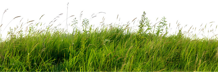 Obraz premium green grass on white background