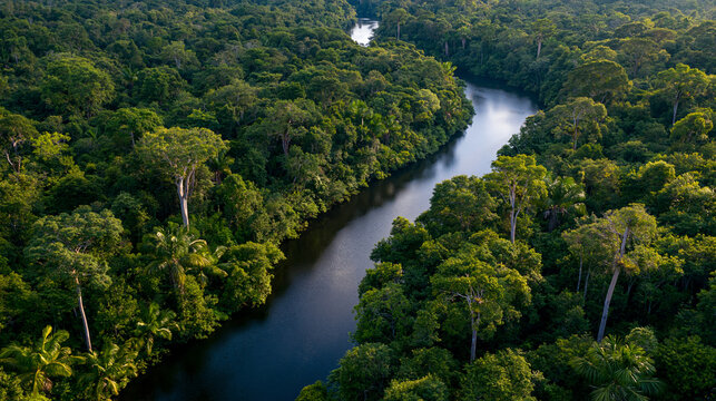 Aerial view of a winding river flowing through a dense, vibrant green rainforest canopy. Nature's beauty concept.