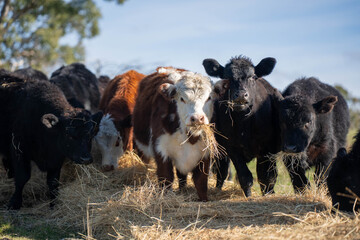 Hereford and Black Angus cattle eating a mouthful of hay in an open Australian paddock © will