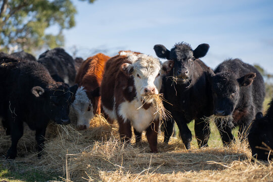 Hereford and Black Angus cattle eating a mouthful of hay in an open Australian paddock