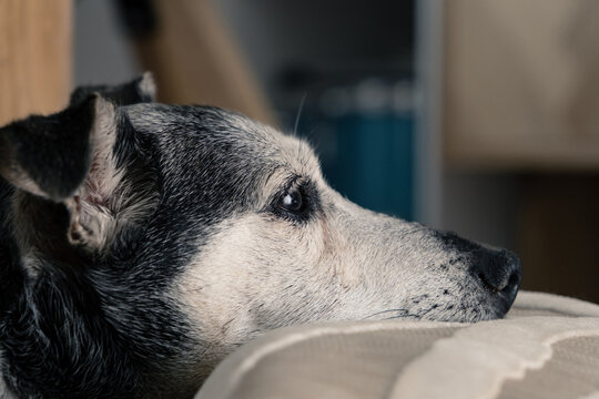 Very old Jack Russell Terrier in his beloved dog basket, knowing that his time has come