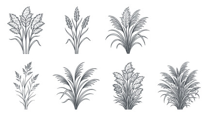 Fototapeta premium Decorative reed grass silhouettes for landscape design components.