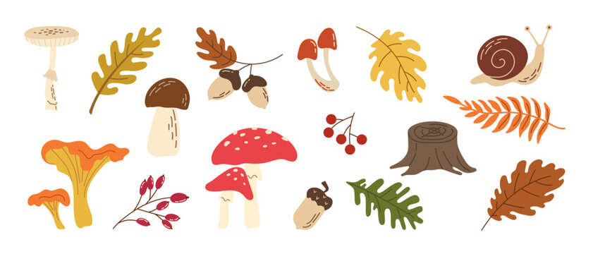 Autumn forest collection of hand drawn mushrooms, oak leaves, acorns, berries, chanterelles, tree stump and snail in warm earthy colors.