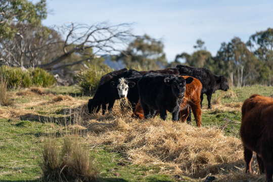 Hereford and Black Angus cattle eating a mouthful of hay in an open Australian paddock
