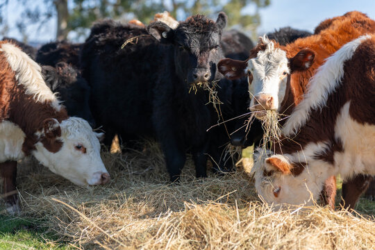 Hereford and Black Angus cattle eating a mouthful of hay in an open Australian paddock