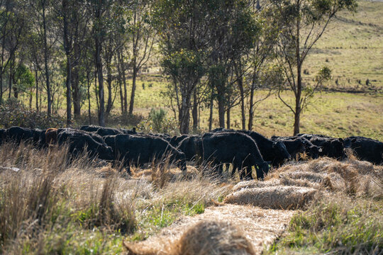 Hereford and Black Angus cattle eating a mouthful of hay in an open Australian paddock