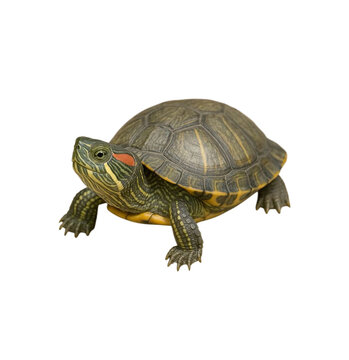 turtle on white background