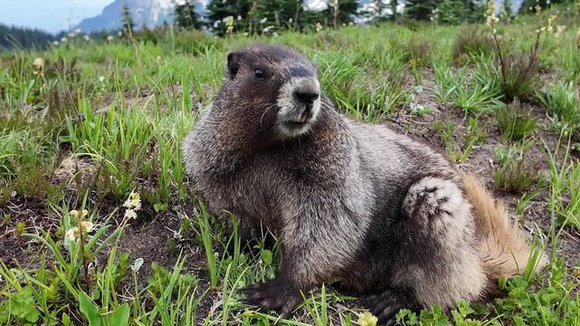 Chipmunk rodent. Gopher outdoor. Wild animal in nature. Rodent animal chipmunk. Rodent animal family. Wildlife nature. Ground squirrel. Hoary Marmot. Chipmunk wild squirrel