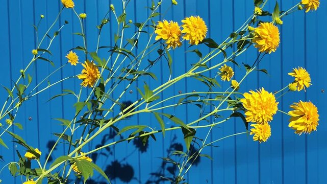 Vibrant yellow rudbeckia flowers with green foliage against bright blue corrugated country fence, bold color contrast, natural floral display, garden plant beauty