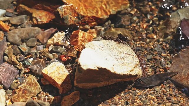 Sunlit Clear Stream Flowing Around Rocks in Refreshing Natural Scenery