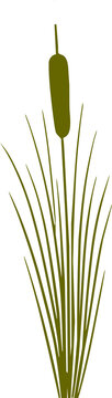 Marshland botanical silhouettes with tall aquatic stems and wild wetland vegetation.