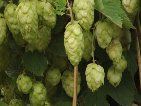 Ripe Green Hop Cones on Branches