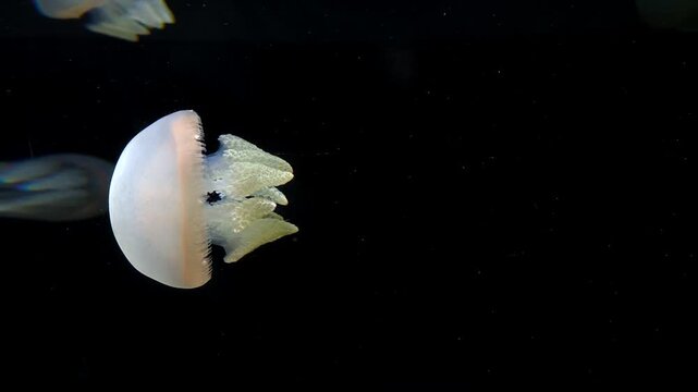 Close-up of a white jellyfish floating against a deep black background
