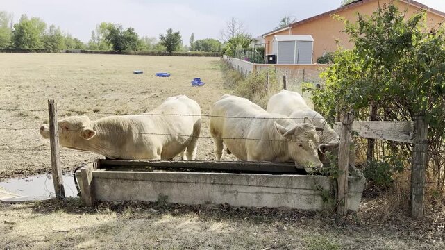 Charolais cattle drinking water and feeding at hay rack