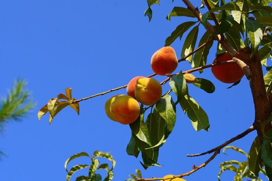 Peach, or Prunus persica tree fruit, in the summer, in Attica, Greece