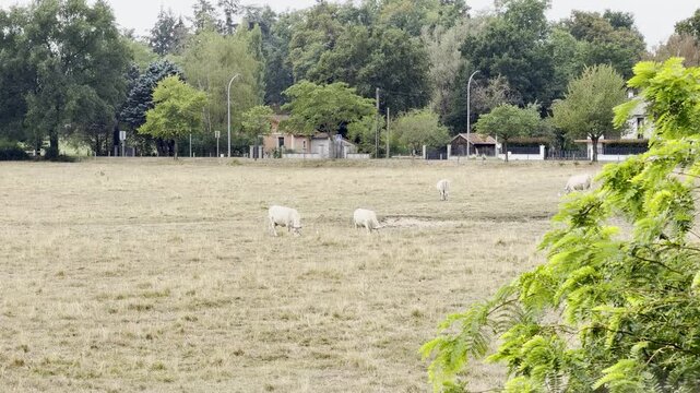 Charolais cattle drinking water and feeding at hay rack