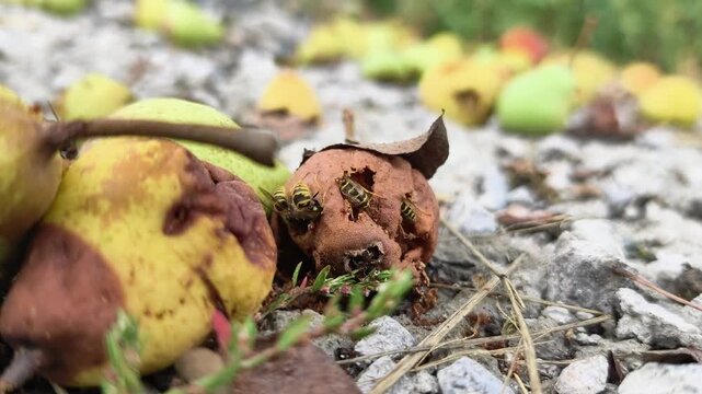European Wasp Vespula vulgaris yellow jacket insects eating rotten pears on ground in late summer
