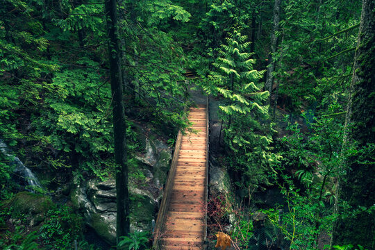 View of a wooden footbridge winding through the lush, dense evergreen forest of Capilano River Regional Park in North Vancouver, British Columbia, Canada.