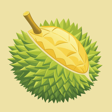 durian vector design illustration