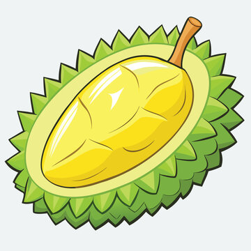durian vector design illustration