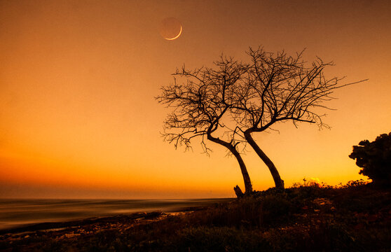 View of a silhouette of a bare tree against a vibrant orange sunset sky with a crescent moon over the Caribbean Sea in Santo Domingo, Distrito Nacional, Dominican Republic.