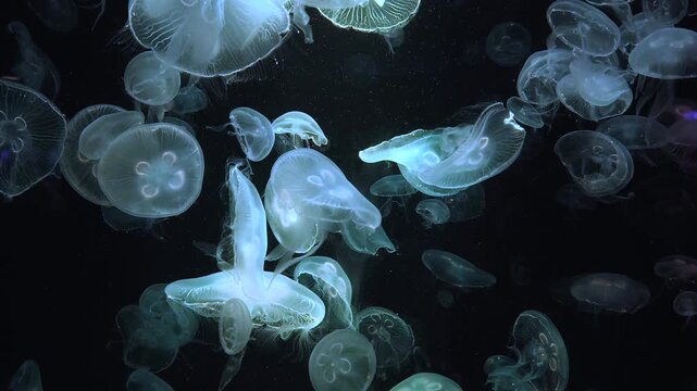 A mesmerizing swarm of moon jellyfish illuminated in an aquarium environment.