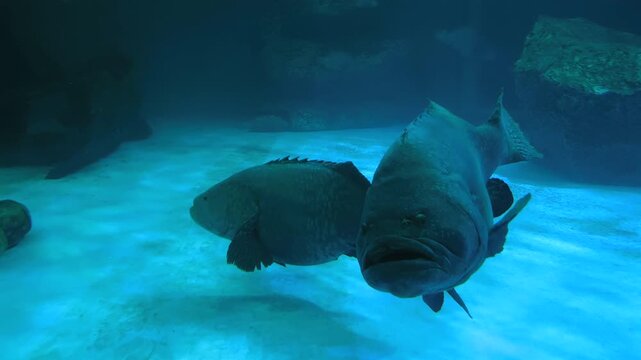 Giant grouper in an aquarium environment surrounded by diverse marine life.
