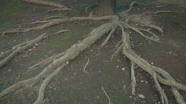 Cinematic horizontal shot of strong tree roots spreading on the earthy ground with moss texture