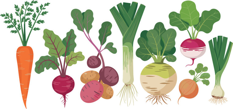 Fresh root vegetables vector set, featuring organic carrot beetroot potato leek turnip radish and autumn harvest illustration