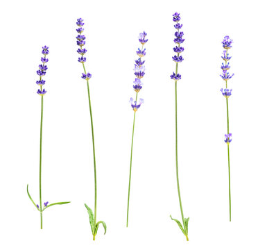 Set of isolated lavender flower stems on transparent background. Natural herb element for aromatherapy, skincare and herbal products.