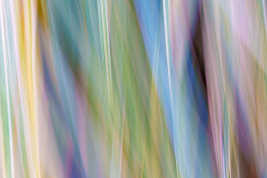 Botanical vertical streaks of green, gold, and purple hues that suggest foliage and flowers in soft motion photographed in Whangerei Quarry Garden