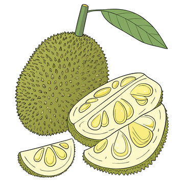 Jack Fruit