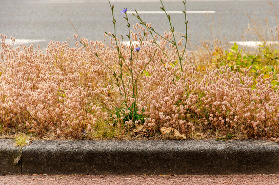 Pussy clover in a Dutch verge