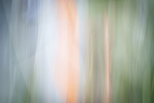Botanical vertical streaks of green, gold, and purple hues that suggest foliage and flowers in soft motion photographed in Whangerei Quarry Garden