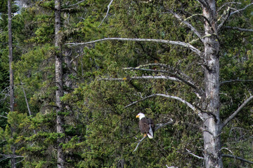 Bald eagle perched on a tree branch amid dense coniferous forest in the wilderness of Grand Teton National Park, Wyoming, USA © Sonja