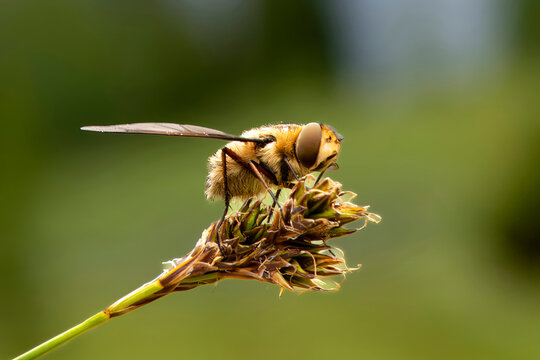 Close-up of a bee fly perched on a dried flower head against a soft green natural background