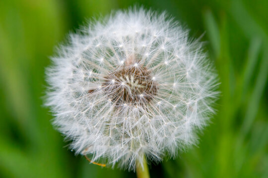 Macro close-up of a dandelion seed head with delicate white seeds against a soft green natural background