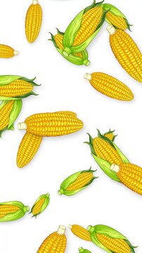 Falling Corn Cobs and Husks Animation on White Background