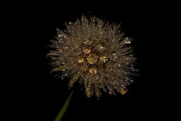Fototapeta premium dandelion seed head