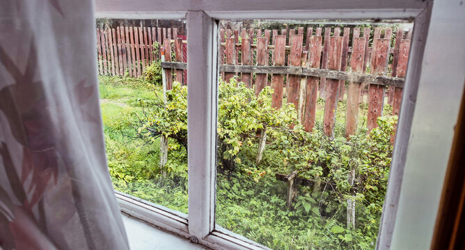 View from a window with wooden frames of currant bushes at the dacha.