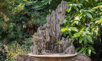 Fotobehang Badkamer Traditional japanese bonsai penjing rock display arrangement standing outdoors against green foliage background with miniature traditional japanese  © EDGE_STUDIO