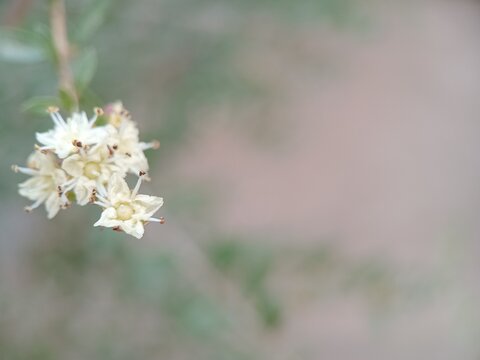 Henna flower blossoms on a branch, close up shot of Lawsonia inermis