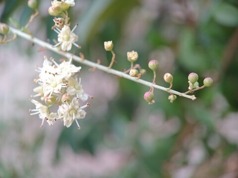 Henna flower blossoms on a branch, close up shot of Lawsonia inermis