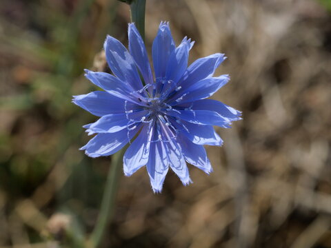 Blue Common Chicory Flower (Cichorium intybus) in Summer, Colorado
