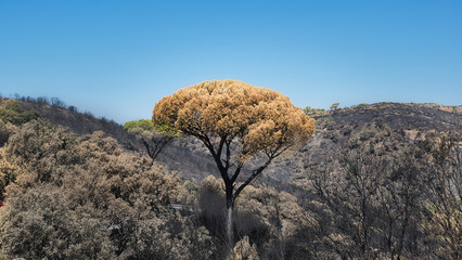 A fire-damaged pine stands amid burned woodland on a scorched hillside in Sierra Oeste de Madrid, Spain, August 2026. © Luis M. Pérez